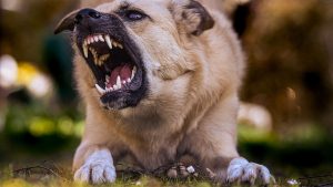 Understanding Aggressive Dog Behavior