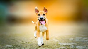 Keeping Your Dog Happy: Essential Tips